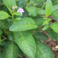 Solanum muricatum Aiton